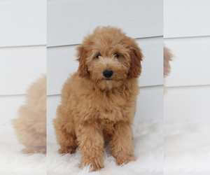 Goldendoodle Puppy for sale in ITASCA, TX, USA