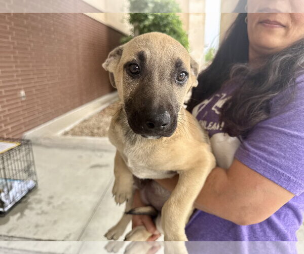 Medium Photo #1 Labrador Retriever-Unknown Mix Puppy For Sale in The Woodlands, TX, USA