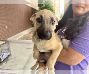 Labrador Retriever-Unknown Mix Dogs for adoption in The Woodlands, TX, USA