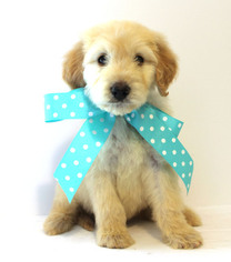 Goldendoodle Puppy for sale in DEMOPOLIS, AL, USA