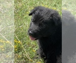 Small #3 German Shepherd Dog