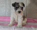 Small #2 Schnauzer (Miniature)