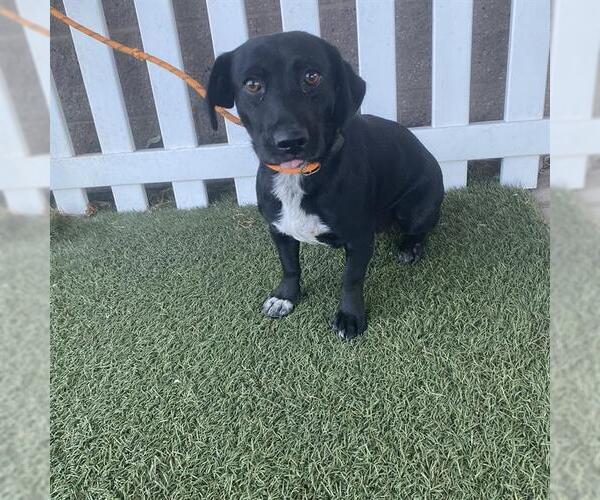 Medium Photo #1 Dachshund-Unknown Mix Puppy For Sale in Modesto, CA, USA