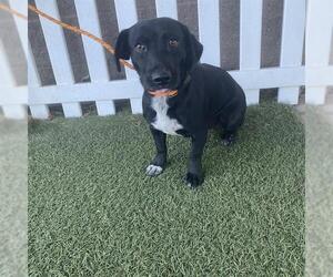 Dachshund-Unknown Mix Dogs for adoption in Modesto, CA, USA