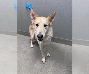 German Shepherd Dog-Unknown Mix Dogs for adoption in Las Vegas, NV, USA