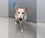 Small German Shepherd Dog Mix