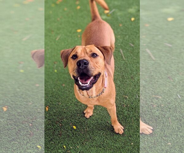 Medium Photo #56 Labrador Retriever-Unknown Mix Puppy For Sale in Pompano Beach , FL, USA