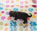 Alex - Male Cavapoo (Miniature)-Poodle (Toy) Mix Puppy for Sale - Photo #13