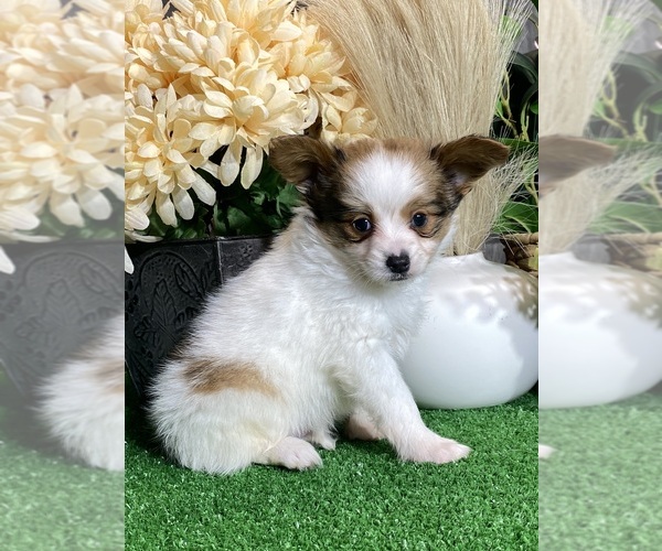 Medium Photo #5 Papillon Puppy For Sale in CANOGA, NY, USA