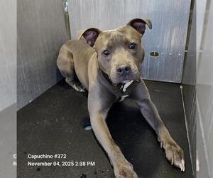 American Staffordshire Terrier-Unknown Mix Dogs for adoption in San Antonio, TX, USA