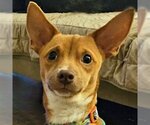 Small Photo #27 Chihuahua-Unknown Mix Puppy For Sale in Arlington, VA, USA