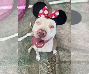 American Staffordshire Terrier-Unknown Mix Dogs for adoption in Lake Forest, CA, USA