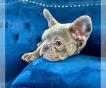 Small #1 French Bulldog