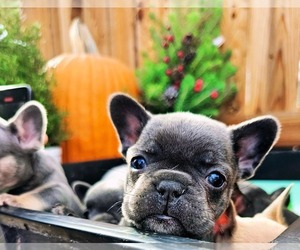 French Bulldog Puppy for sale in ROSAMOND, CA, USA