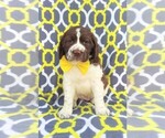 Small Photo #2 English Springer Spaniel Puppy For Sale in LANCASTER, PA, USA