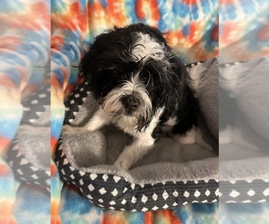 Father of the Shorkie Tzu puppies born on 07/13/2025