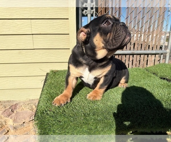 Medium Photo #9 English Bulldog Puppy For Sale in BERKELEY, CA, USA
