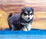 Small #1 Pomsky
