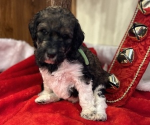 Bernedoodle-Poodle (Standard) Mix Puppy for Sale in DANVILLE, Kentucky USA