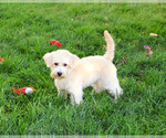 Small #4 Poodle (Toy)-West Highland White Terrier Mix