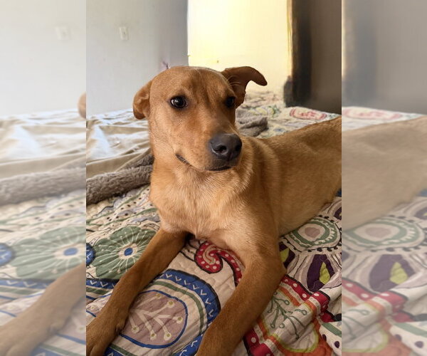 Medium Photo #23 Carolina Dog Puppy For Sale in San Diego, CA, USA