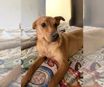 Small #22 Carolina Dog