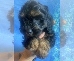 Small Photo #1 Cock-A-Poo-Cockapoo Mix Puppy For Sale in LOVELAND, CO, USA