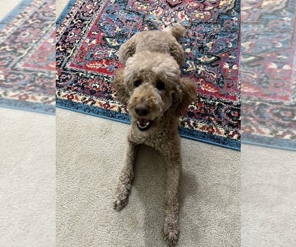 Medium Photo #3 Poodle (Standard) Puppy For Sale in SPRING GROVE, IL, USA