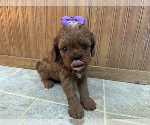 Medium Photo #5 Cavapoo (Miniature) Puppy For Sale in GREENWOOD, WI, USA