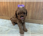 Small #3 Cavapoo (Miniature)