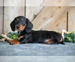 Puppy Ginger Dachshund