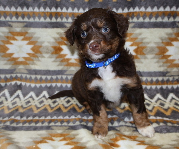 Medium Photo #3 Miniature Australian Shepherd Puppy For Sale in ADAIR VILLAGE, OR, USA