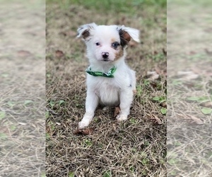 Miniature Australian Shepherd Puppy for sale in ROSSVILLE, GA, USA