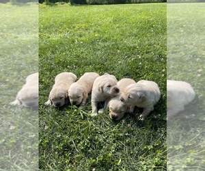 Golden Retriever Puppy for sale in PHOENIX, NY, USA