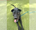 Small #1 Labrador Retriever Mix
