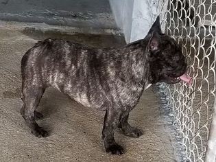 Mother of the French Bulldog puppies born on 08/16/2018