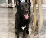 Small German Shepherd Dog