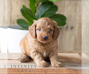 Goldendoodle (Miniature) Puppy for sale in NARVON, PA, USA