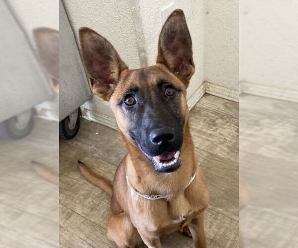 Medium Photo #1 German Shepherd Dog-Unknown Mix Puppy For Sale in San Diego, CA, USA