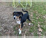 Small Photo #4 Greater Swiss Mountain Dog-Unknown Mix Puppy For Sale in Greenville, SC, USA