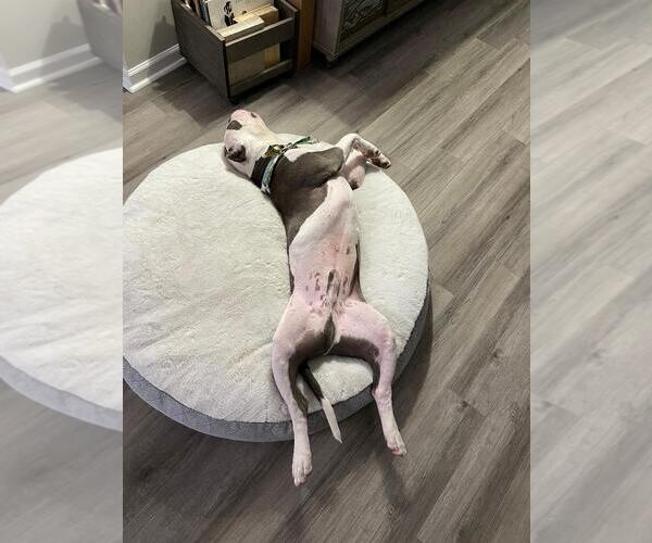 Medium Photo #3 Bulldog Puppy For Sale in Spring Lake, NJ, USA