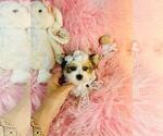 Small #19 Yorkshire Terrier