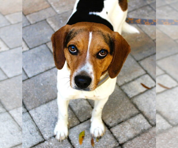 Medium Photo #1 Beagle Puppy For Sale in Dunnellon, FL, USA