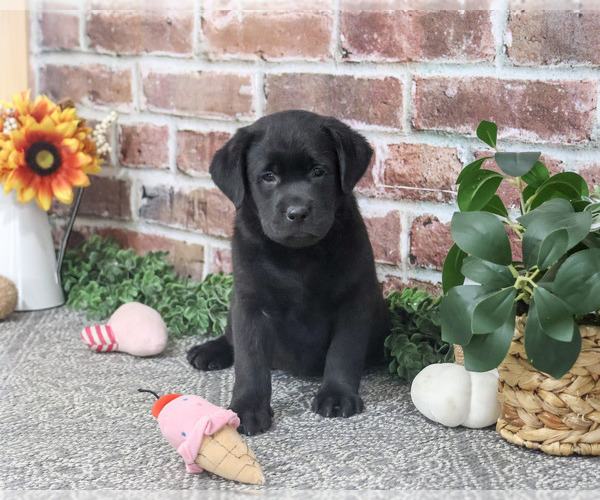 Medium Photo #2 Labrador Retriever Puppy For Sale in SYRACUSE, IN, USA
