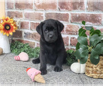 Jade - Female Labrador Retriever Puppy for Sale - Photo #2