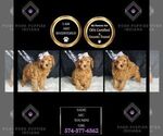 Puppy Sadie AKC Poodle (Miniature)