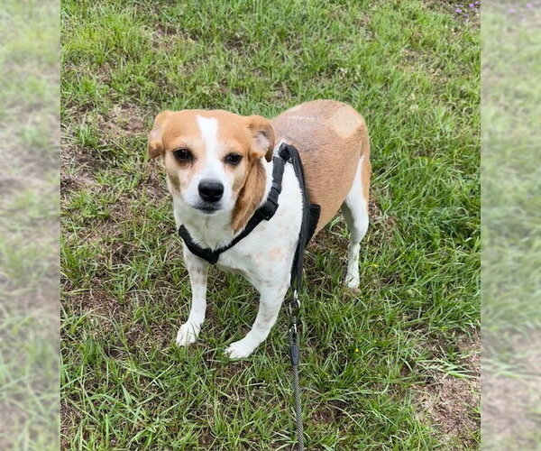 Medium Photo #3 Jack Russell Terrier-Unknown Mix Puppy For Sale in Tarrytown, GA, USA