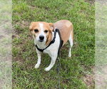 Small #2 Jack Russell Terrier Mix