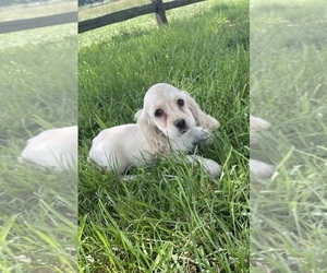 Cocker Spaniel Puppy for sale in CANOGA, NY, USA