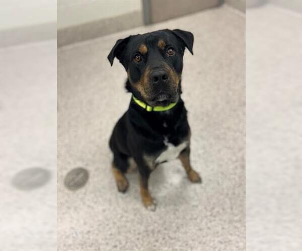 Medium Photo #1 Rottweiler-Unknown Mix Puppy For Sale in Brighton, CO, USA